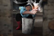 Ironi di Balik Ambisi Susu Gratis Prabowo